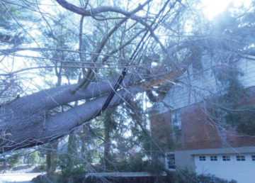 Tree on power lines in Sleepy Hollow