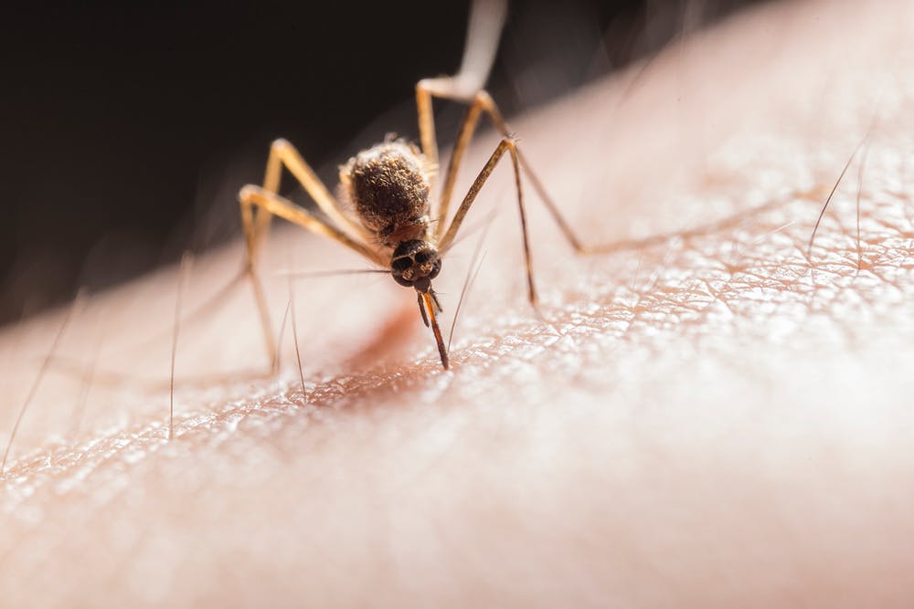 West Nile Virus Is Back In The County