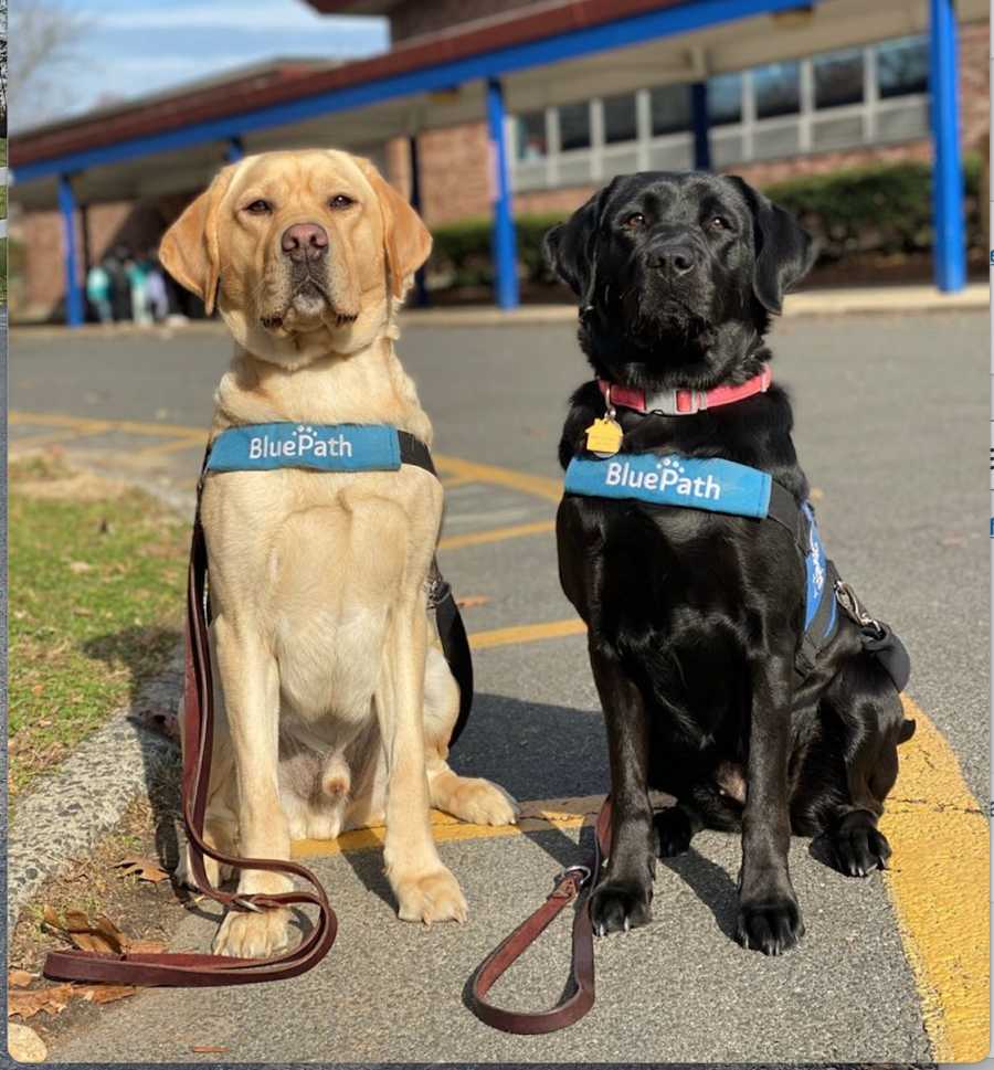 At Dobbs Ferry's Springhurst School, dogs and children teach and learn from one another on a spectrum